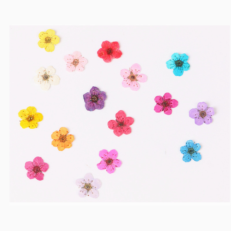 Dried Flower Bookmark - 60 pçs mini pressionado seco narciso