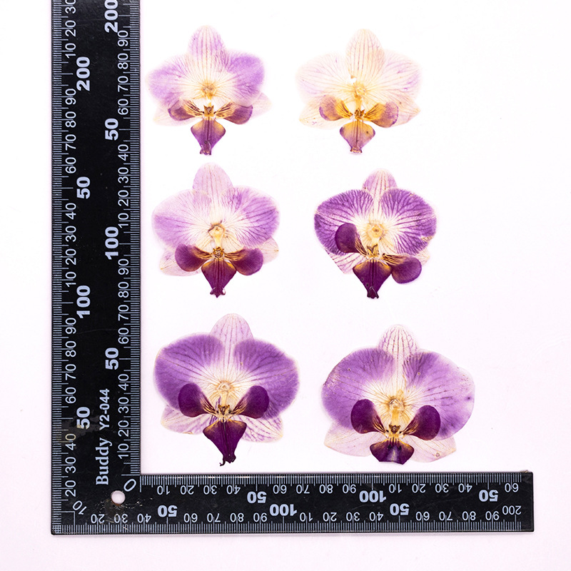 Dried Flower Bookmark - 4 Peças de Flores Secas Prensadas