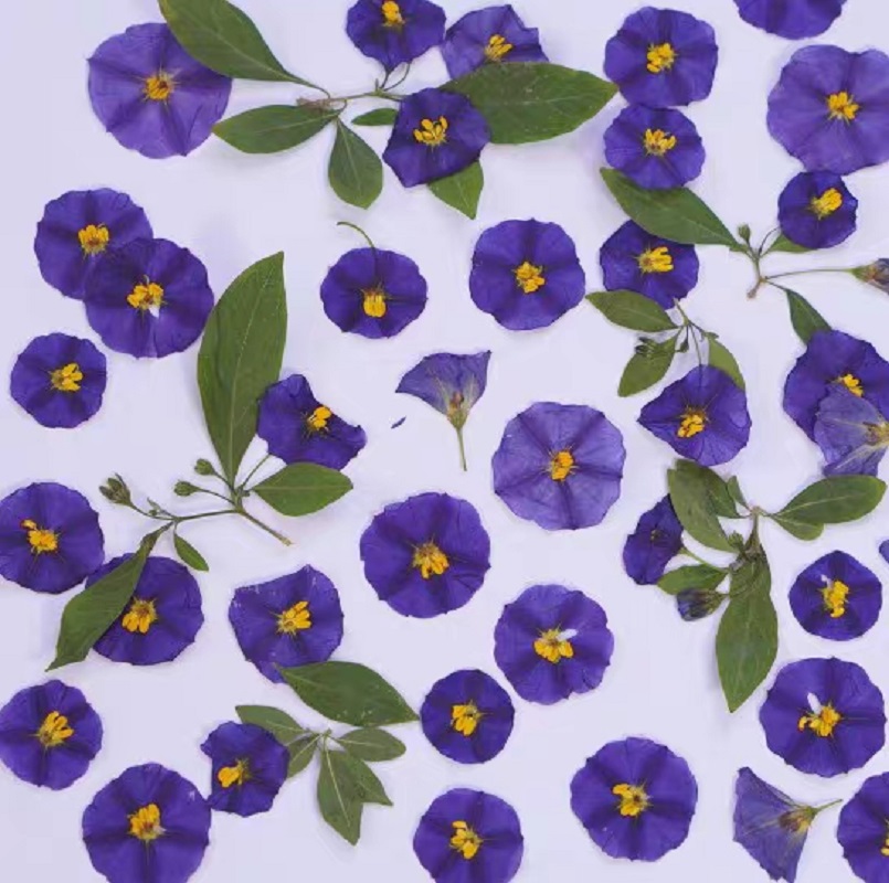 100 pçs pressionado secado lyc - Dried Flower Bookmark avaliação e preço